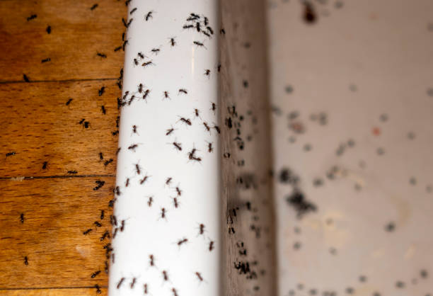 Best Commercial Pest Control Services  in Wellington, OH