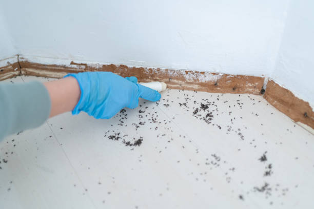 Insect Control in Wellington, OH